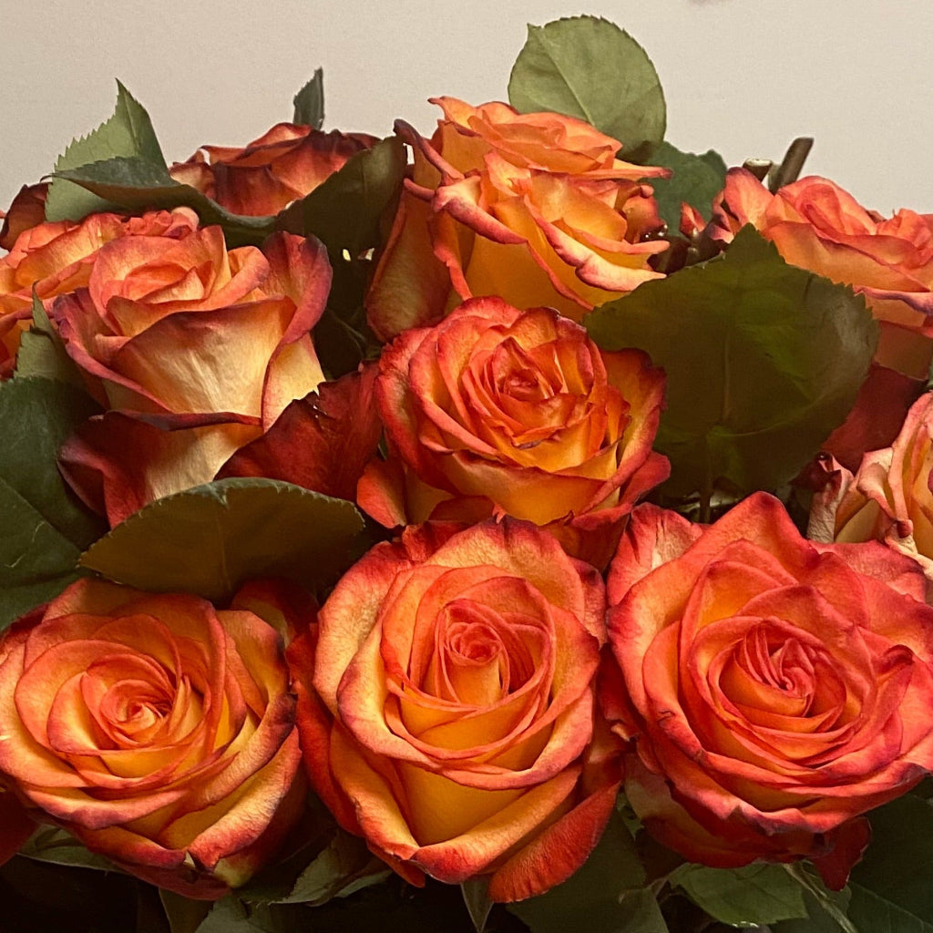 Citrus Fire - 24 Roses