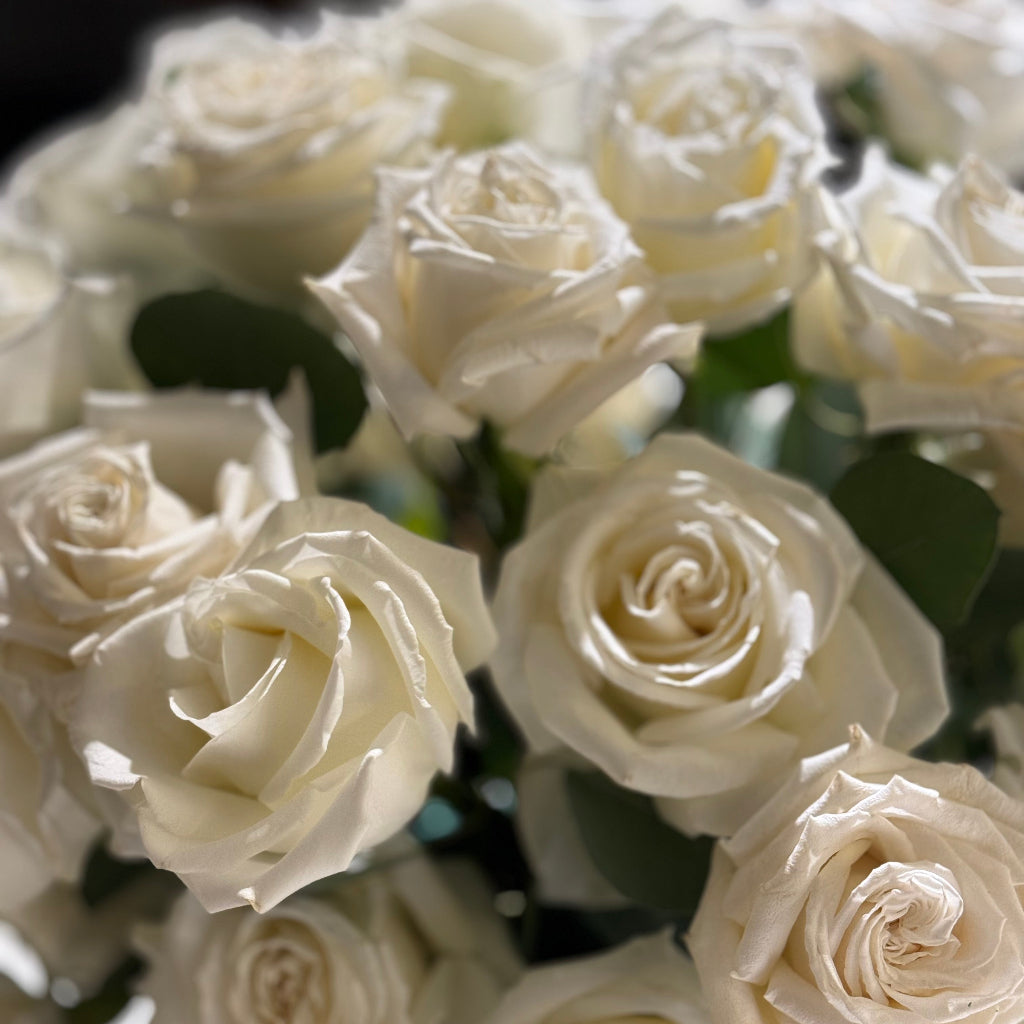 Snow Petals 50 Roses
