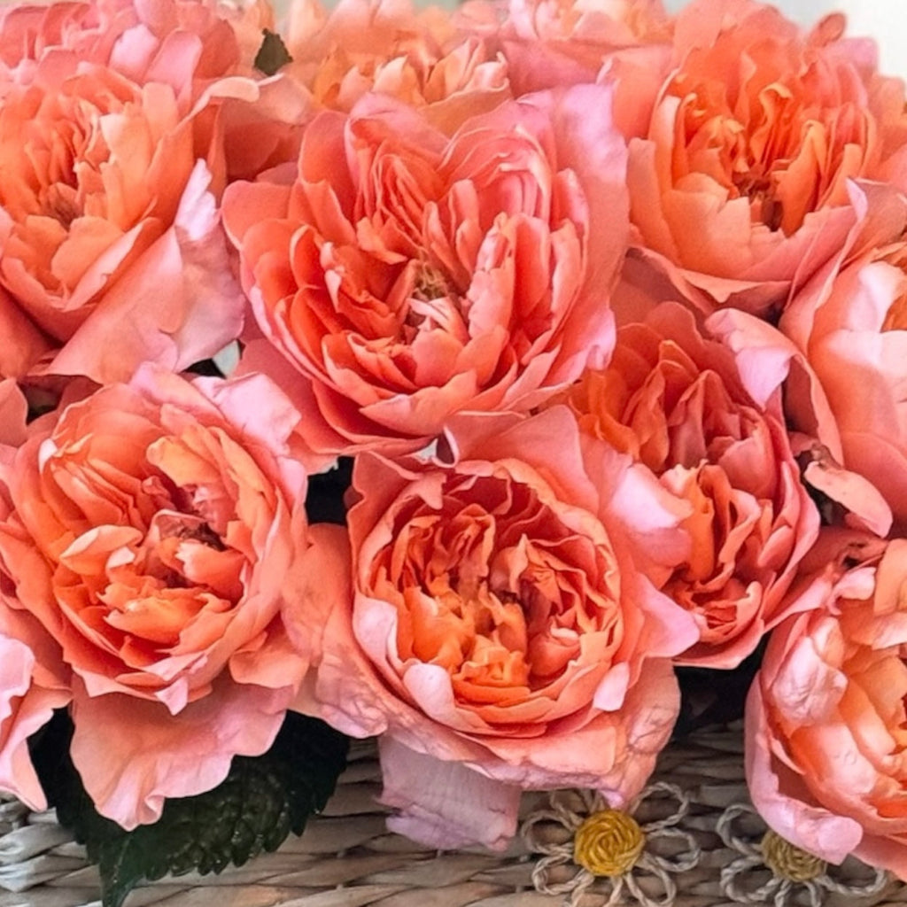 Soft Roses