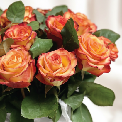 Fuego Cítrico - 24 rosas