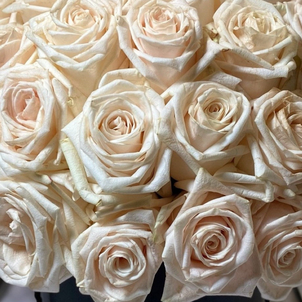 Amor Eterno - 65 rosas